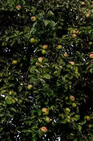 Export-Grade Fresh Apples