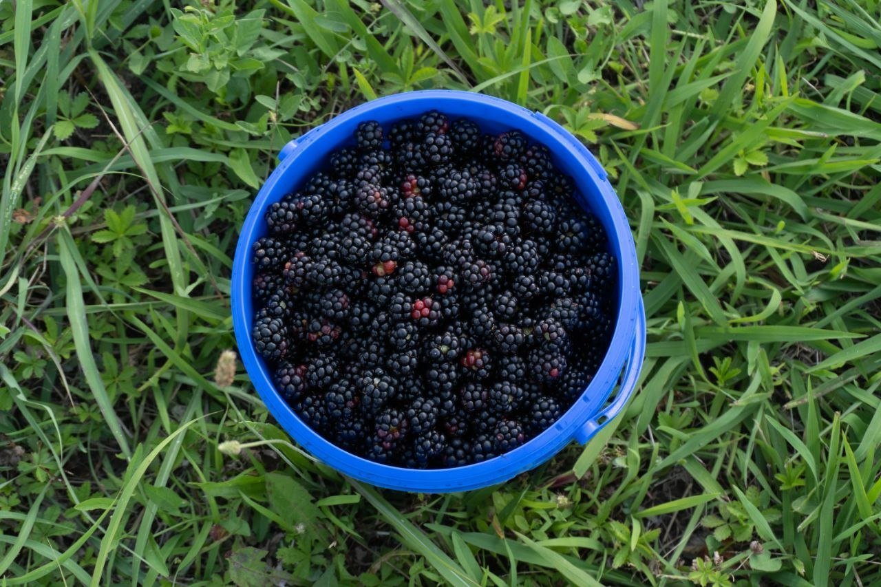 Blackberries