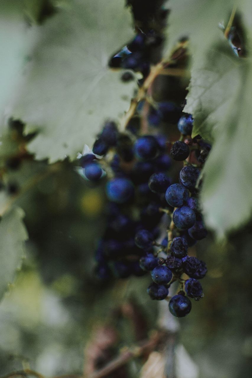 Grapes