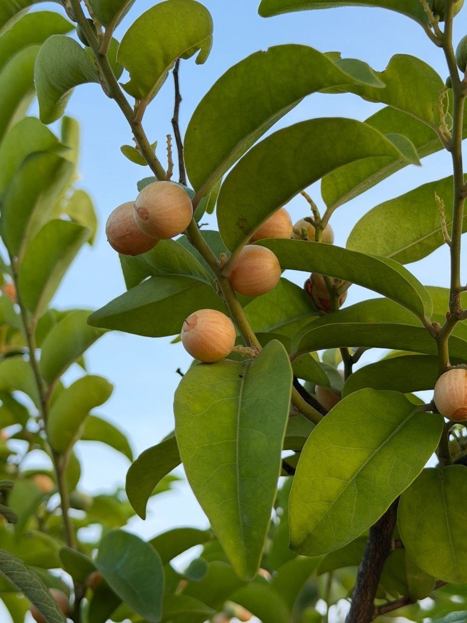 Loquats