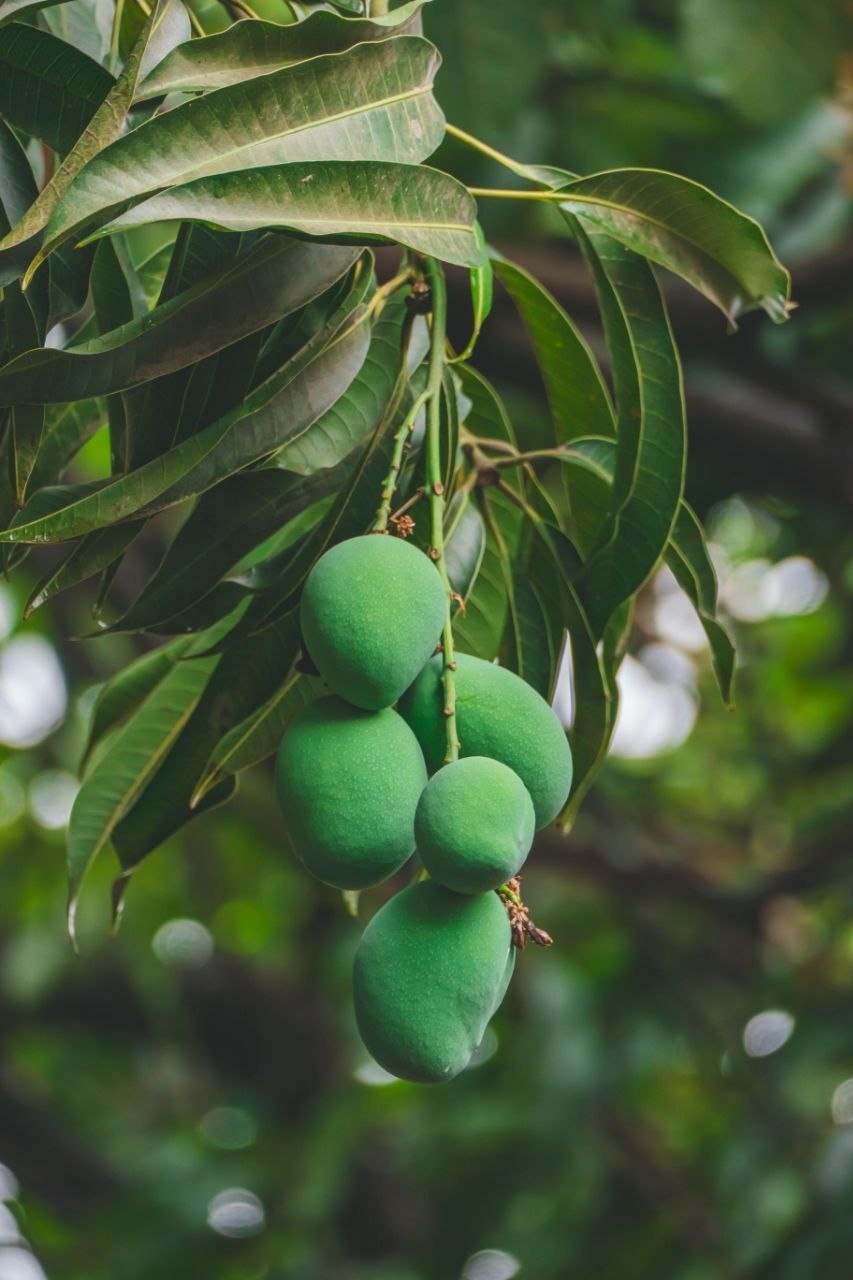 Mangoes
